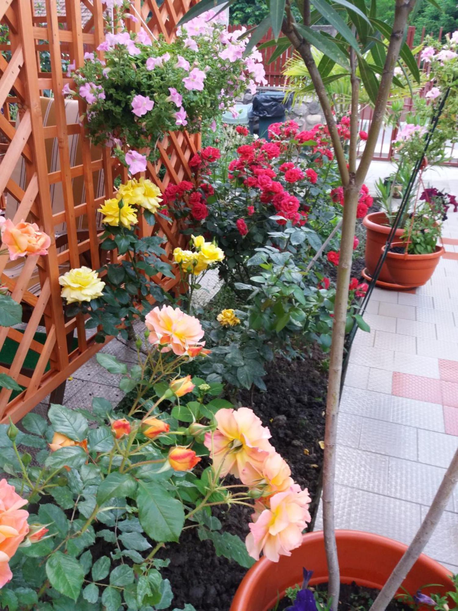 Pension Eden เบยเล เฮร์คูลาเน ภายนอก รูปภาพ