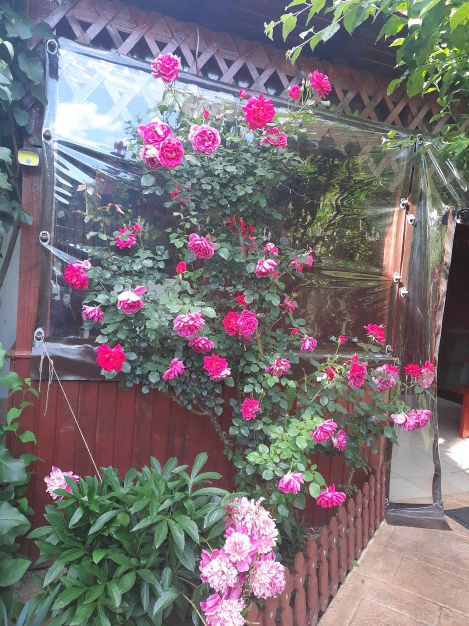 Pension Eden เบยเล เฮร์คูลาเน ภายนอก รูปภาพ