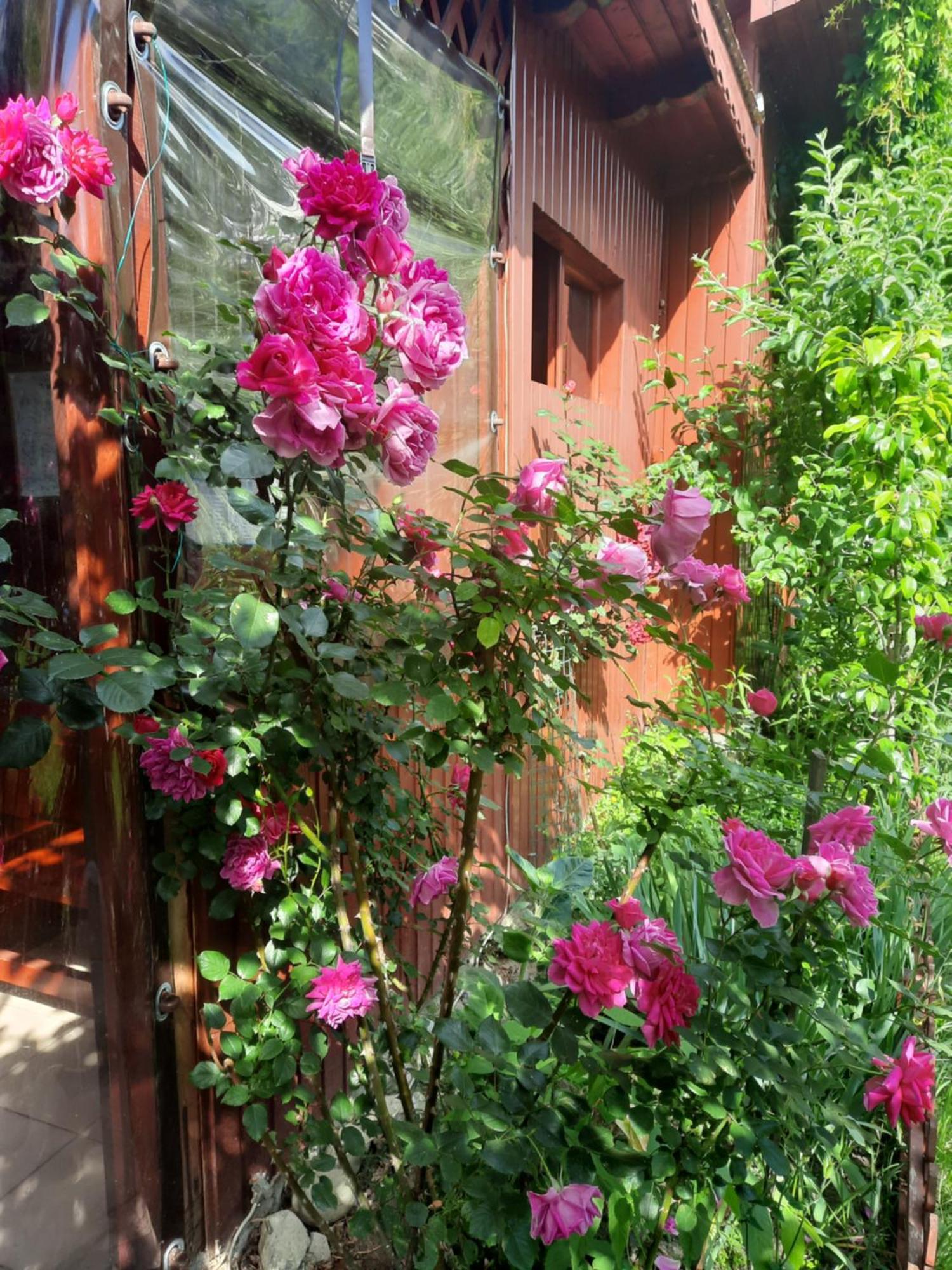 Pension Eden เบยเล เฮร์คูลาเน ภายนอก รูปภาพ