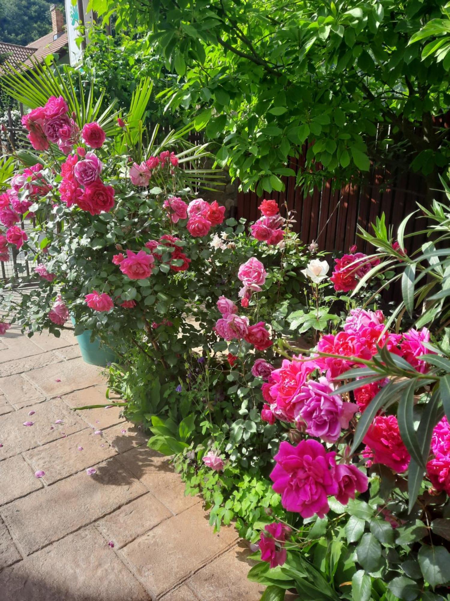 Pension Eden เบยเล เฮร์คูลาเน ภายนอก รูปภาพ