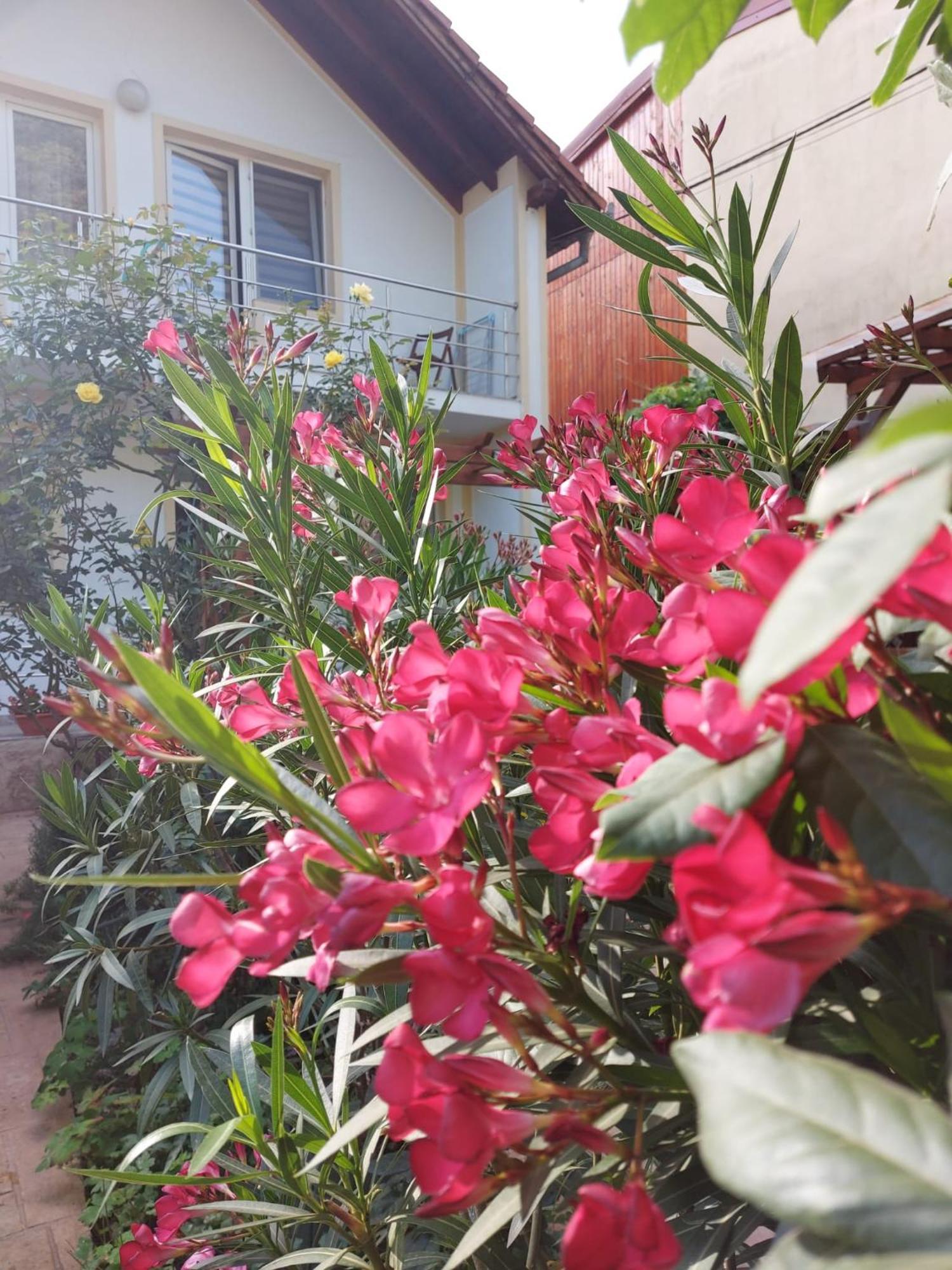 Pension Eden เบยเล เฮร์คูลาเน ภายนอก รูปภาพ